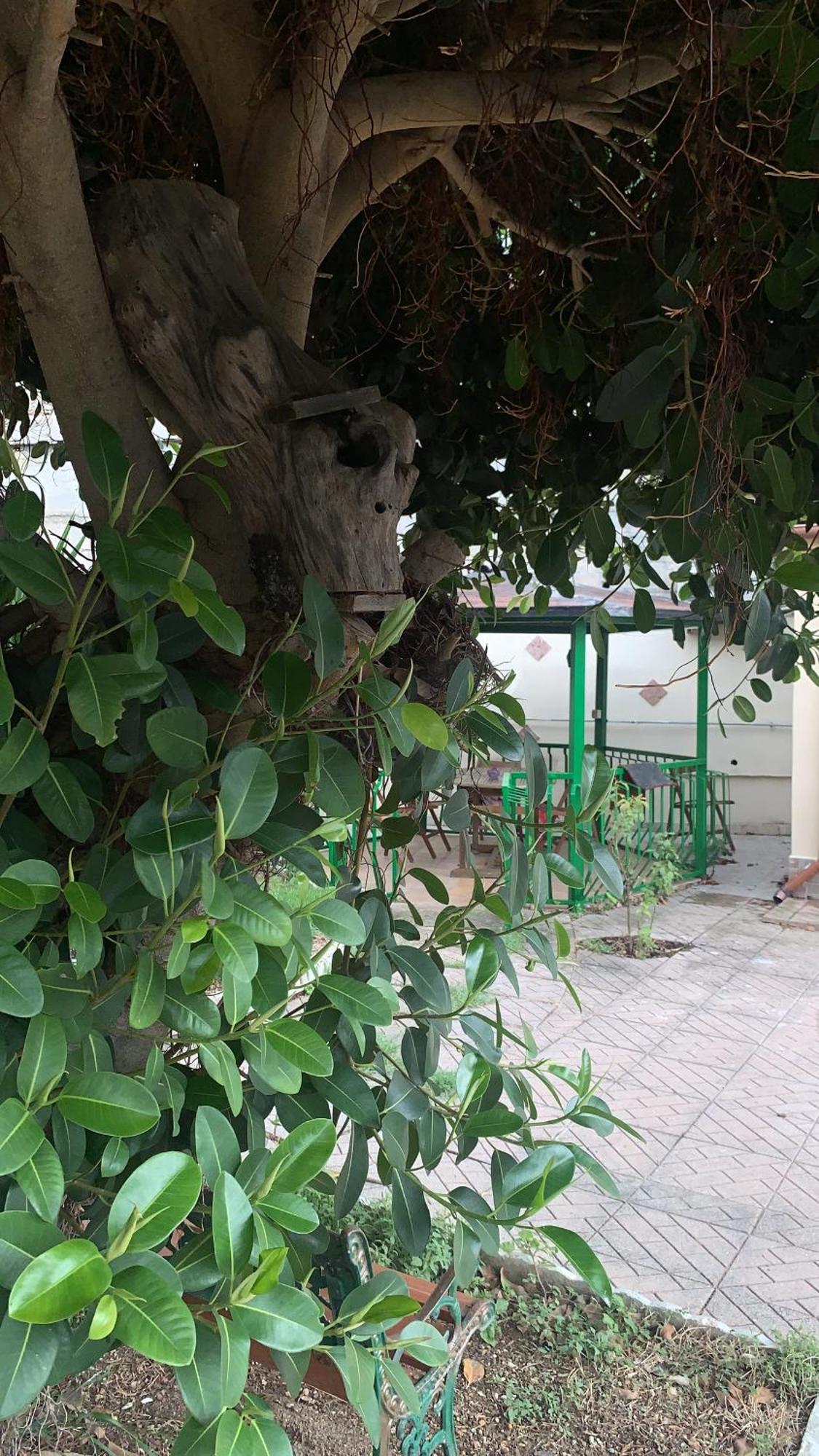 B&B Civitavecchia La Casetta Con Giardino Dış mekan fotoğraf
